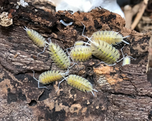 Lade das Bild in den Galerie-Viewer, Porcellio bolivari bolivari - Zierasseln