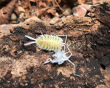 Lade das Bild in den Galerie-Viewer, Porcellio bolivari bolivari Jungtier bei Häutung