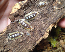 Lade das Bild in den Galerie-Viewer, Porcellio expansus "Orange" - Zierasseln - Jungtiere