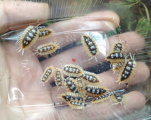 Lade das Bild in den Galerie-Viewer, Porcellio expansus "Orange" - Jungtiere