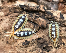 Lade das Bild in den Galerie-Viewer, Porcellio expansus "Orange" - Zierasseln - adulte Männchen, gross