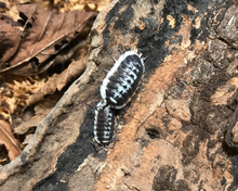 Lade das Bild in den Galerie-Viewer, Porcellio flavomarginatus - Zierasseln
