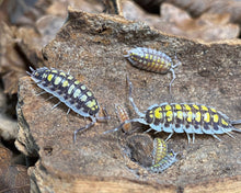 Lade das Bild in den Galerie-Viewer, Porcellio haasi "High Yellow" Familie