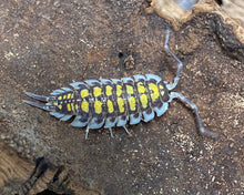 Lade das Bild in den Galerie-Viewer, Porcellio haasi "High Yellow" Männchen