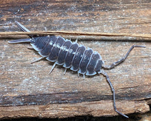 Lade das Bild in den Galerie-Viewer, Porcellio hoffmanseggi - adultes Männchen