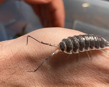 Lade das Bild in den Galerie-Viewer, Porcellio hoffmanseggi auf Hand - gross