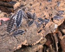 Lade das Bild in den Galerie-Viewer, Porcellio hoffmanseggi - Familie