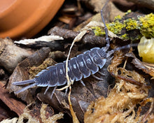 Lade das Bild in den Galerie-Viewer, Porcellio hoffmanseggi Männchen mit Flechten