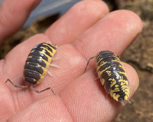 Lade das Bild in den Galerie-Viewer, Porcellio ornatus "Yellow" auf Hand