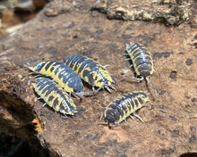 Lade das Bild in den Galerie-Viewer, Porcellio ornatus "Yellow" Familie