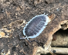 Lade das Bild in den Galerie-Viewer, Porcellio werneri adultes Weibchen