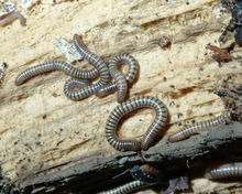 Lade das Bild in den Galerie-Viewer, Spirostreptus gregorius - Jungtiere Tausendfüsser