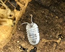 Lade das Bild in den Galerie-Viewer, Nesodillo cf. arcangelii "Shiro Utsuri" auf Rinde