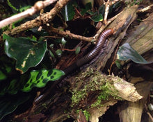 Lade das Bild in den Galerie-Viewer, Spirostreptus servatius adultes Tier auf Wurzel