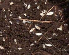 Lade das Bild in den Galerie-Viewer, Trichorhina tomentosa - weisse Asseln