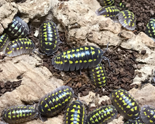 Lade das Bild in den Galerie-Viewer, Armadillidium gestroi - Assel Kolonie