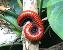 Lade das Bild in den Galerie-Viewer, Centrobolus sp. Mosambik am Putzen - adultes Weibchen