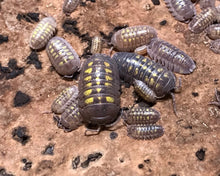 Lade das Bild in den Galerie-Viewer, Armadillidium granulatum