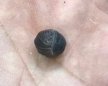 Lade das Bild in den Galerie-Viewer, Armadillo officinalis Rhodos