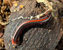 Lade das Bild in den Galerie-Viewer, Xenobolus carnifex auf Kokosnuss