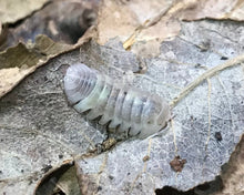 Lade das Bild in den Galerie-Viewer, Armadillidium granulatum "White Pearl"