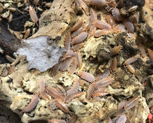 Lade das Bild in den Galerie-Viewer, Porcellionides pruinosus "Orange"