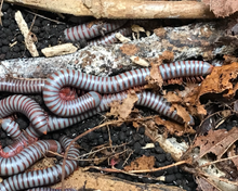 Lade das Bild in den Galerie-Viewer, Spirobolus caudulanus - Tausendfüsser