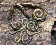 Lade das Bild in den Galerie-Viewer, Spirostreptus gregorius - Tausendfüsser auf Korkrinde