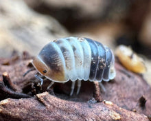 Lade das Bild in den Galerie-Viewer, Cubaris sp. &quot;White Shark&quot; auf Rinde | World-of-Isopods

