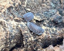 Lade das Bild in den Galerie-Viewer, Cubaris sp. &quot;Blue Pigeon&quot; auf Rinde | World-of-Isopods
