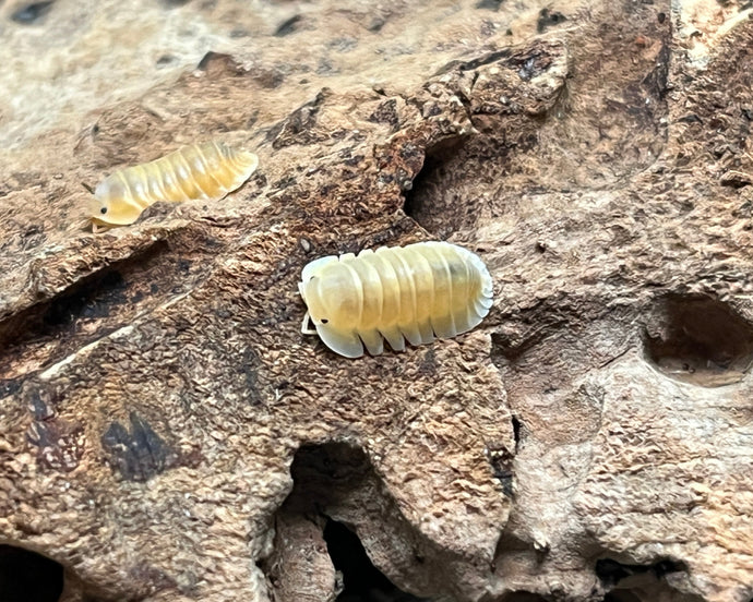 Cubaris Orange Freezy auf Korkrinde | World-of-Isopods