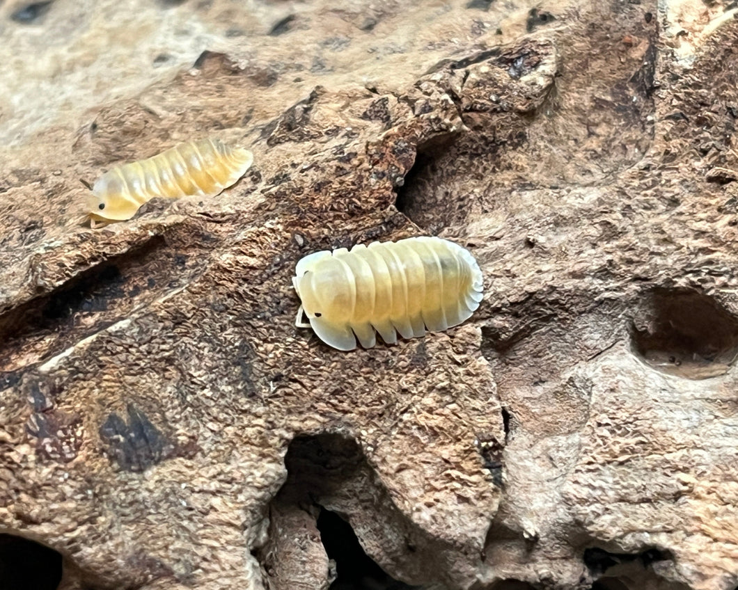 Cubaris Orange Freezy auf Korkrinde | World-of-Isopods