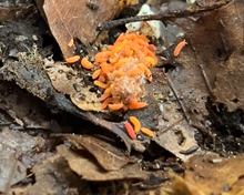 Lade das Bild in den Galerie-Viewer, Yuukianura aphoruroides - Orangene Springschwänze || World-of-Isopods
