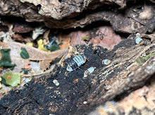 Lade das Bild in den Galerie-Viewer, Cubaris sp. &quot;White Shark&quot; auf Rinde | World-of-Isopods
