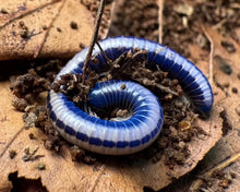 Lade das Bild in den Galerie-Viewer, Spirobolellus sp. &quot;Maui&quot; unter UV-Licht - World-of-Isopods

