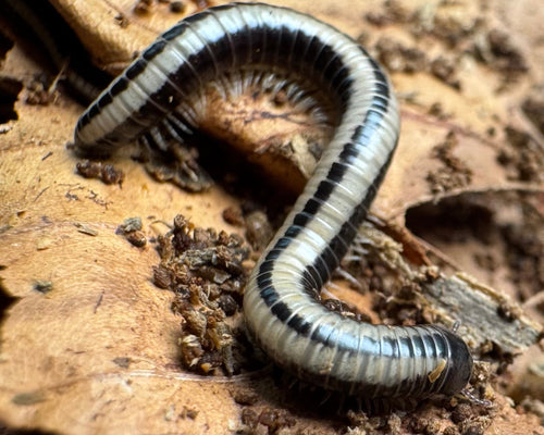 Spirobolellus sp. 