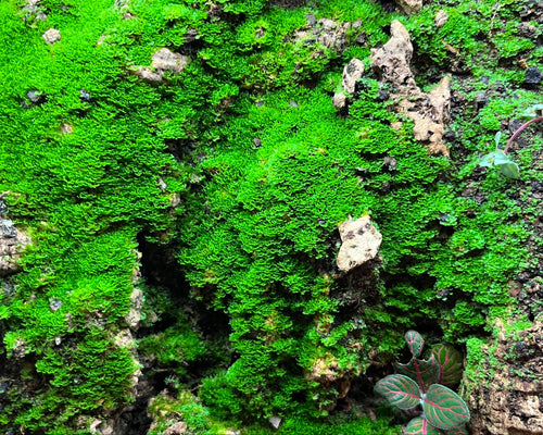 Antrophyum cf. plantagineum - Moosfarn auf Korkrückwand || World-of-Isopods