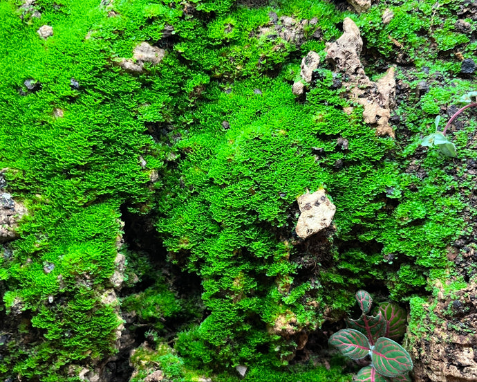 Antrophyum cf. plantagineum - Moosfarn auf Korkrückwand || World-of-Isopods