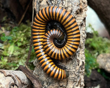 Lade das Bild in den Galerie-Viewer, Sechelleptus sp. 6 adult auf Ast  Spirostreptidae | World-of-Isopods
