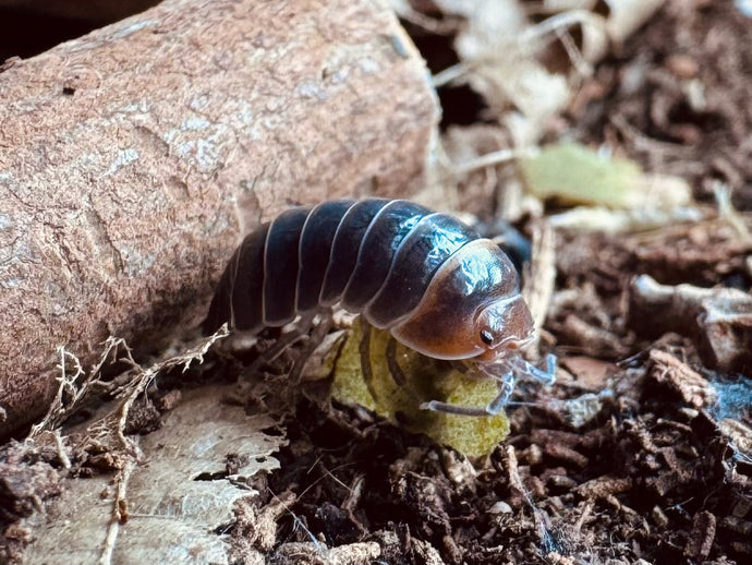 Armadillidium flavoscutatum 