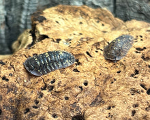Lade das Bild in den Galerie-Viewer, Merulana translucida - Neukaldedonische Assel, new caledonian isopod || World-of-Isopods
