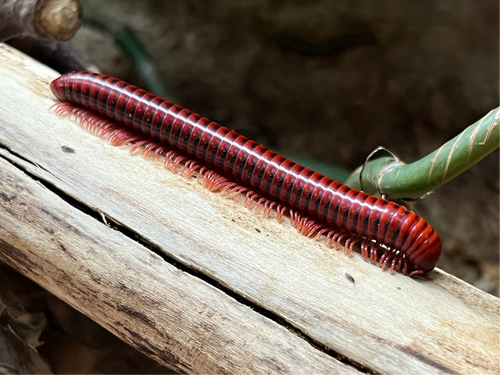 Centrobolus richardii auf Ast || World-of-isopods