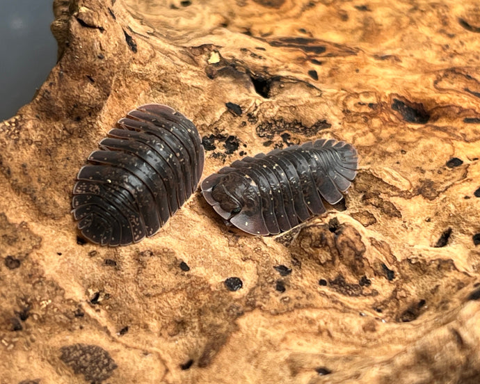 Merulana translucida - Neukaldedonische Assel auf Korkrinde || World-of-Isopods