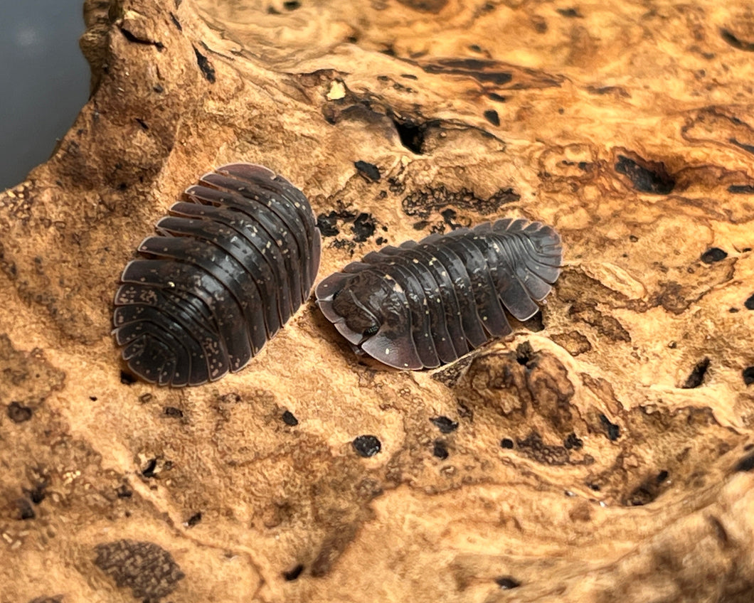 Merulana translucida - Neukaldedonische Assel auf Korkrinde || World-of-Isopods