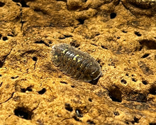 Lade das Bild in den Galerie-Viewer, Merulana translucida - Neukaldedonische Assel - junge Assel || World-of-Isopods
