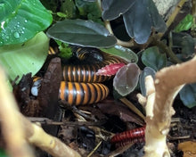 Lade das Bild in den Galerie-Viewer, Sechelleptus sp. 6 unter Pflanzen Spirostreptidae | World-of-Isopods
