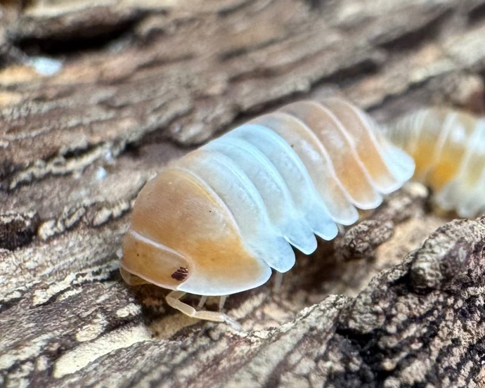 Cubaris Panda King Orange auf Rinde - World of Isopods