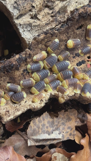 Cubaris sp. Rubber Ducky Kolonie auf Rinde | World-of-Isopods