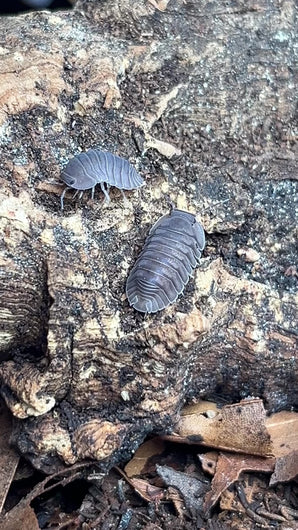 Cubaris sp. "Blue Pigeon" auf Rinde | World-of-Isopods