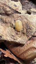Laden und Abspielen von Videos im Galerie-Viewer, Cubaris Orange Freezy mit Jungtier | World-of-Isopods
